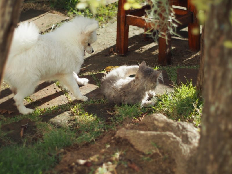 Dog Playing with Cat