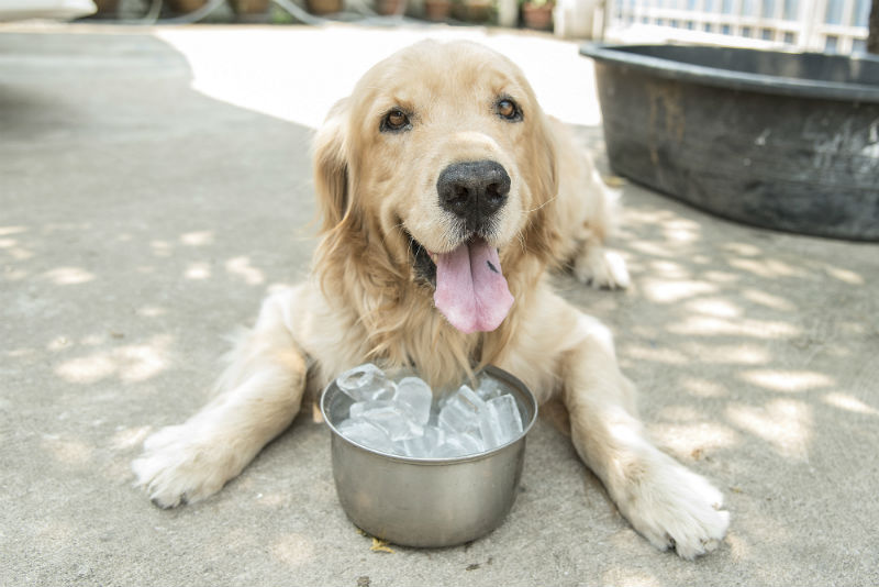 Dog with a bowl of ice outdoors
