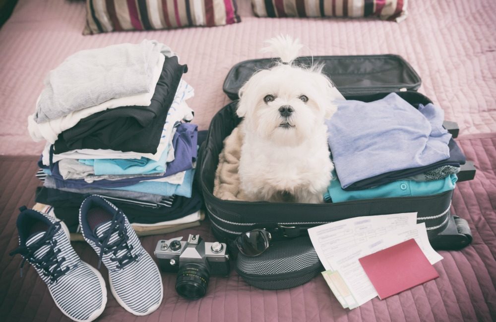 Dog sitting on an open suitcase