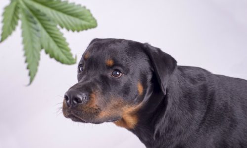Dog and a weed leaf