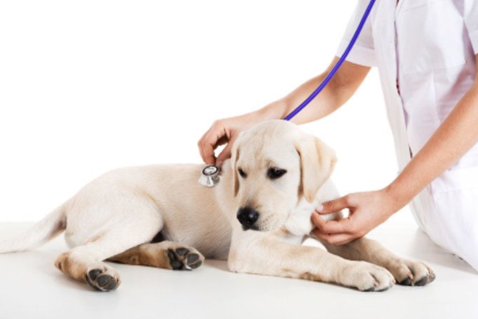 Dog and veterinarian with a stethoscope